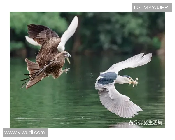 前进之鹰与海尔的较量：谁能在市场竞争中脱颖而出